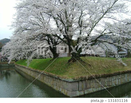 龍岡城五稜郭の桜 131831116