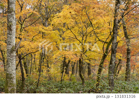 紅葉の林 紅葉の林 131831316