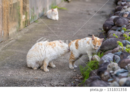 習性~ねこたち~ 習性~ねこたち~ 131831358