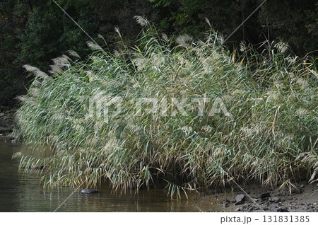 河川の河口域に生育するヨシの穂 河川の河口域に生育するヨシの穂 131831385