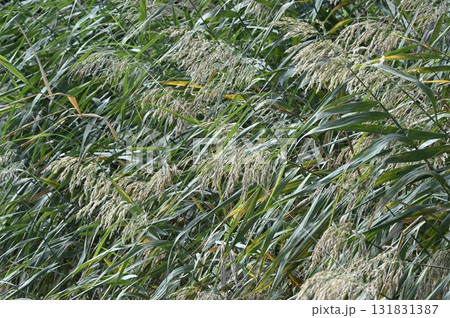 河川の河口域に生育するヨシの穂 131831387