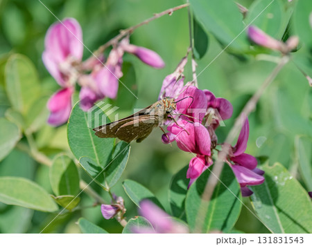 ハギの花にとまるセセリチョウ 131831543