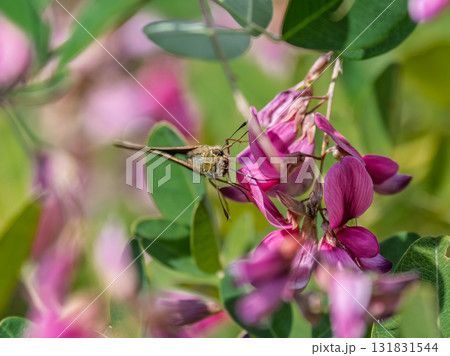 ハギの花にとまるセセリチョウ 131831544