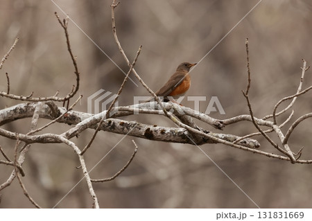 初夏、木の枝にとまる高原の人懐っこい鳥、アカハラ 131831669