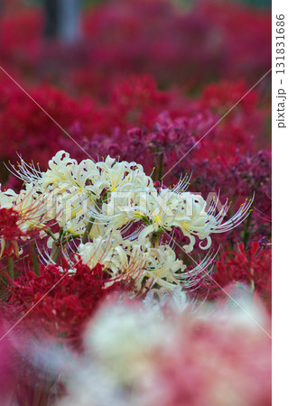 白い彼岸花 131831686