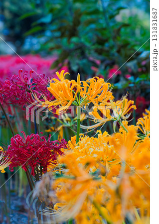 群生する彼岸花 群生する彼岸花 131831687