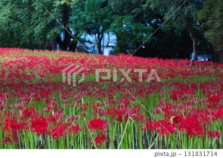 曼珠沙華 曼珠沙華 131831714