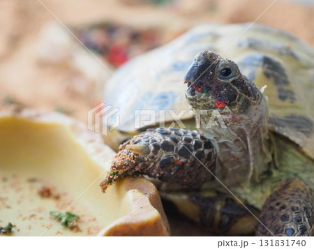ヨツユビリクガメ ロシアリクガメ ホルスフィールドリクガメ Four-toed Tortoise R ヨツユビリクガメ ロシアリクガメ ホルスフィールドリクガメ Four-toed Tortoise R 131831740
