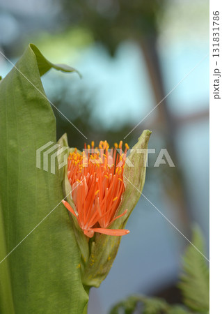 Ball lily Ball lily 131831786