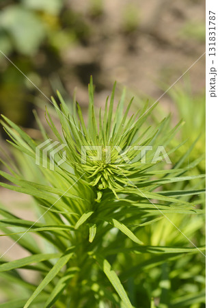 Prairie blazing star 131831787