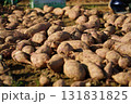 Freshly Harvested Sweet Potatoes Lying on the Ground 131831825