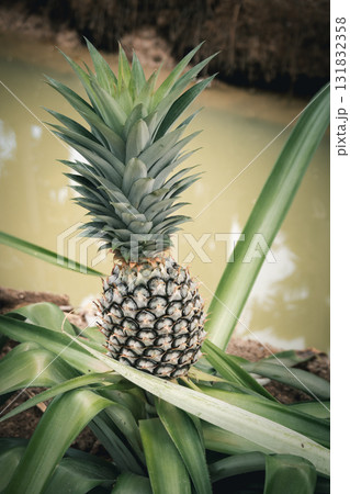 Pineapple plant growth near water source tropical environment nature vertical viewpoint 131832358