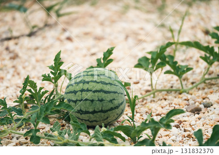 Harvesting watermelons the field rural farm fruit sunny day close-up agriculture insights 131832370