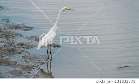 Elegant great egret standing by calm waters wetland habitat nature serene environment eye-level view Elegant great egret standing by calm waters wetland habitat nature serene environment eye-level view 131832379