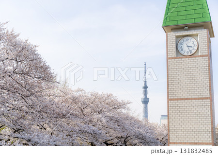 桜に包まれた時計台とスカイツリー 131832485