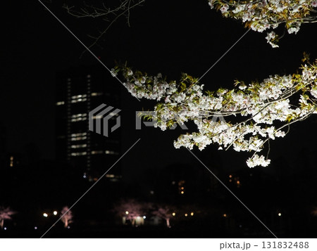 大阪 桜宮橋 夜桜 大川 夜景 桜の枝 Osaka Sakuranomiya Night Cherr 大阪 桜宮橋 夜桜 大川 夜景 桜の枝 Osaka Sakuranomiya Night Cherr 131832488