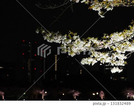 大阪 桜宮橋 夜桜 大川 夜景 ビルと桜 Osaka Sakuranomiya Night Cher 131832489