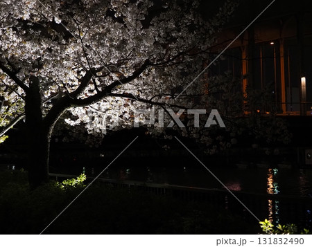大阪 桜宮橋 夜桜 大川 ライトアップ 一本桜 Osaka Sakuranomiya Illumin 131832490