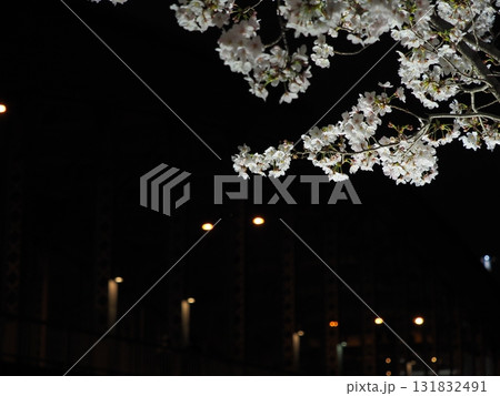 大阪 桜宮橋 夜桜 大川 桜の枝 ライトアップ Osaka Sakuranomiya Night C 131832491