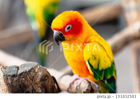Vibrant parrots displaying natural behavior in a wildlife sanctuary close-up colorful environment Vibrant parrots displaying natural behavior in a wildlife sanctuary close-up colorful environment 131832501