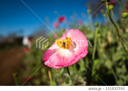 Vibrant pink poppy flower blooming in nature's garden close-up scenic background 131832591