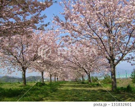 小布施町、千曲川堤防の八重桜並木・桜堤 小布施町、千曲川堤防の八重桜並木・桜堤 131832601