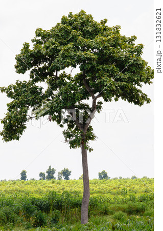 Lone tree standing tall lush green field nature open space wide angle serenity 131832621