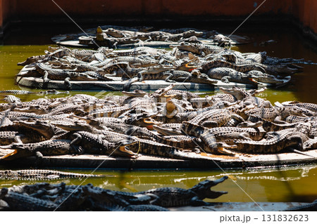Crocodile feeding frenzy wildlife reserve wildlife captivating environment aerial view nature's raw power 131832623