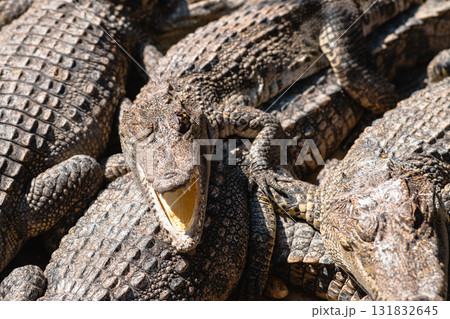 Crocodiles resting and sunbathing in their habitat nature scene wildlife close-up view 131832645