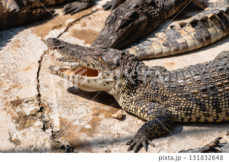 Crocodile sunbathing wildlife reserve animal natural habitat close-up reptile behavior 131832648