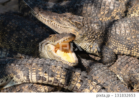 Crocodiles resting in the sun nature reserve animal natural habitat close-up wildlife behavior Crocodiles resting in the sun nature reserve animal natural habitat close-up wildlife behavior 131832653