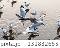 Seagulls in motion over water beach shoreline wildlife serene environment close-up perspective 131832655