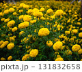 Vibrant yellow marigolds blooming in a sunny garden nature lush greenery close-up view 131832658