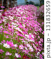 Vibrant flower bloom countryside garden nature serene environment close-up view floral beauty 131832659