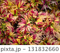 Vibrant floral display garden exhibition nature outdoor venue close-up natural beauty 131832660