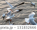Seagulls in flight over water coastal location wildlife natural environment close-up view bird behavior 131832666