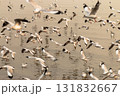 Flocks of seagulls taking flight over tranquil waters at dusk nature serene atmosphere 131832667