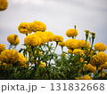 Vibrant flower blooming celebration garden outdoor close-up nature's beauty 131832668