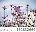Blooming cosmos flowers in a serene garden nature outdoor beauty close-up view 131832669