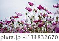 Blooming cosmos flowers in a serene field during daylight nature tranquil environment 131832670