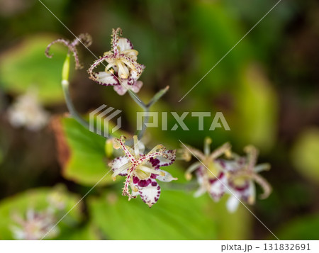 開花したヤマホトトギス 開花したヤマホトトギス 131832691
