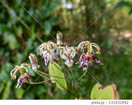 開花したヤマホトトギス 開花したヤマホトトギス 131832692