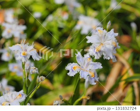 春 シャガの花 白い花 アヤメ科 山野草 Fringed Iris Flower 春 シャガの花 白い花 アヤメ科 山野草 Fringed Iris Flower 131832724