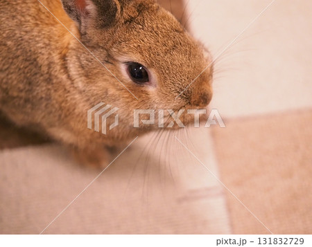 ネザーランドドワーフ うさぎ 室内 ペット 可愛い表情 131832729