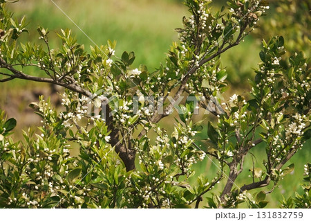 みかんの花 みかんの花 131832759