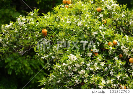 みかんの花 131832760