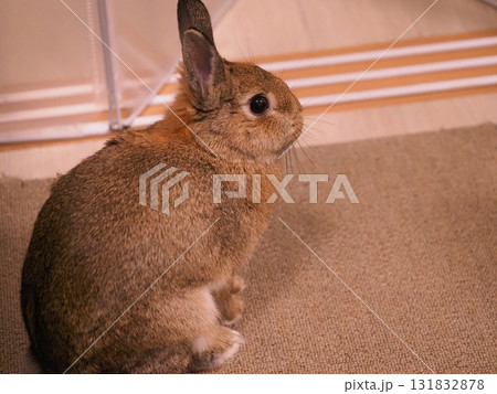ネザーランドドワーフ うさぎ 振り向く姿 室内 ペット 131832878
