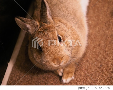 ネザーランドドワーフ うさぎ リラックス寝そべる姿 室内ペット3 131832880