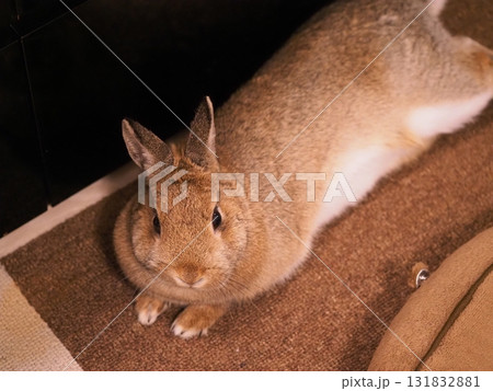 ネザーランドドワーフ うさぎ リラックス寝そべる姿 室内ペット2 131832881