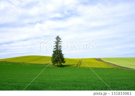 美瑛 クリスマスツリーの木 美瑛 クリスマスツリーの木 131833061
